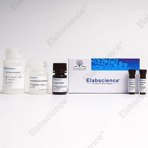 从分化到鉴定全流程覆盖，Elabscience 小鼠骨髓来源树突状细胞培养和鉴定试剂盒让科研更高效