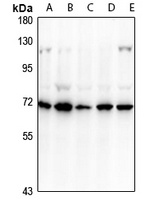 CD39 Antibody抗体，orb665780，bior