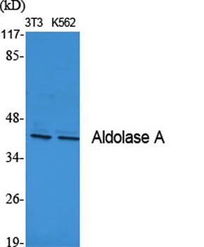 Aldolase A rabbit pAb抗体，orb764