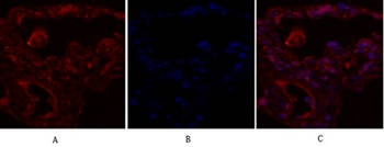 IRS-1 rabbit pAb抗体，orb765521，b