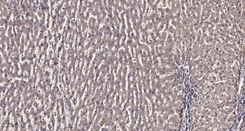 BET3 rabbit pAb抗体，orb764643，bi