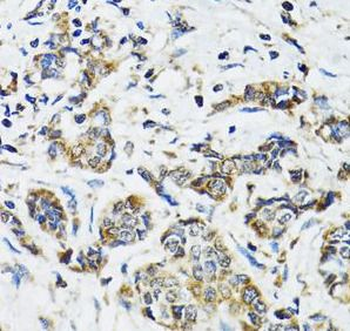 SSBP1 Antibody抗体，orb631521，bio