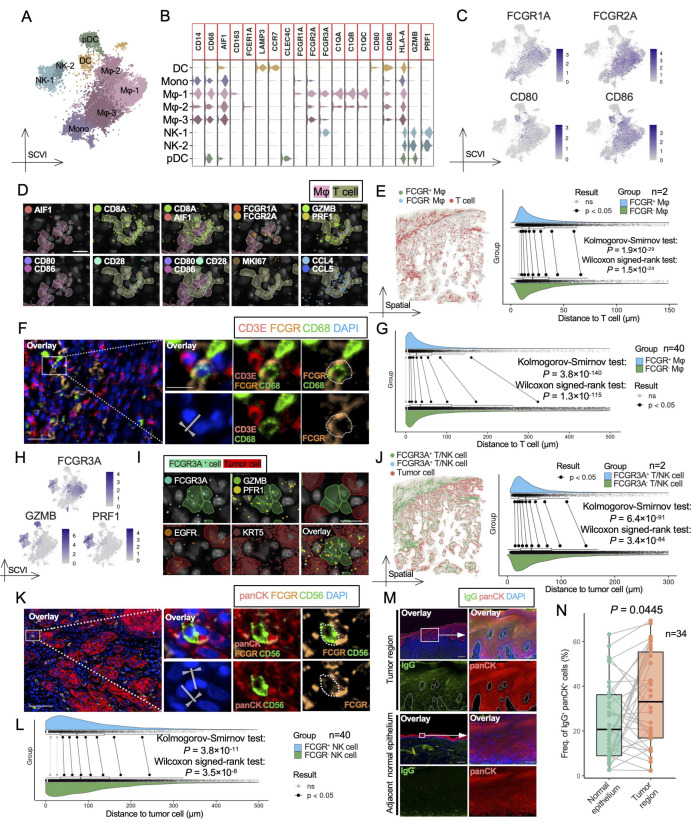 从空间图谱到量化验证|Tissue Cytometry 技术赋能空间多组学解析 HNSCC 免疫微环境
