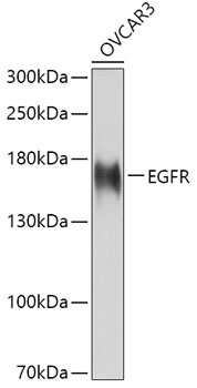 EGFR Antibody, KO Validated抗体，