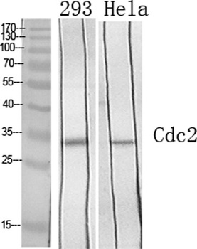 Cdc2 rabbit pAb抗体，orb764798，bi