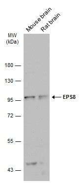 EPS8 antibody [C3], C-term抗体，o