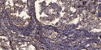 Plk1 (phospho Ser137) rabbit p