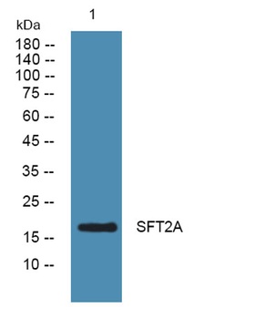SFT2A rabbit pAb抗体,orb773343,b