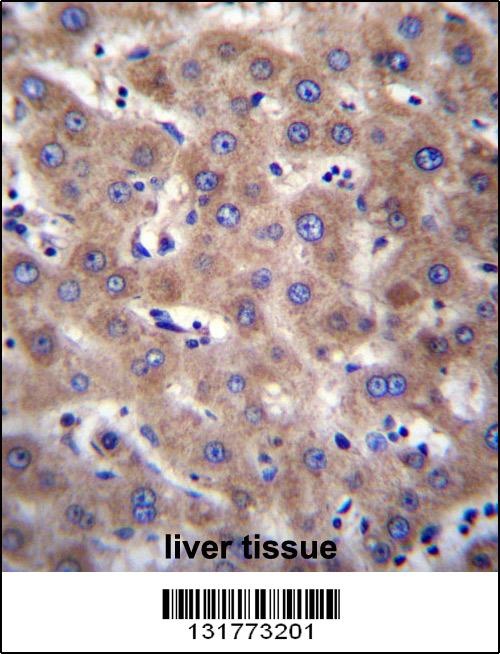 CDH19 Antibody抗体，orb1269274，bi