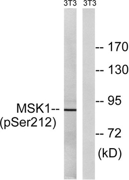 MSK1 (phospho Ser212) rabbit p