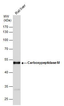 Carboxypeptidase M antibody [N