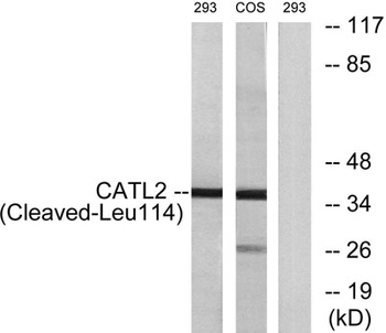 Cleaved-Cathepsin L2 (L114) ra
