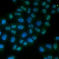 SOX2 Antibody抗体，orb411836，bior