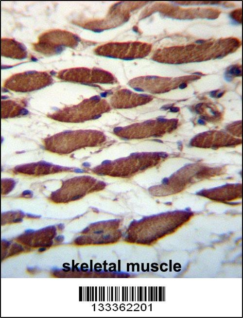 USP45 Antibody抗体，orb1268998，bi