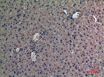 Prothrombin rabbit pAb抗体,orb76