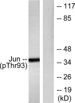 AP-1 (phospho Thr93) rabbit pA