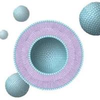 TAT肽修饰的脂质体靶向递送左氧氟沙星（Levofloxacin）以清除胞内菌感染