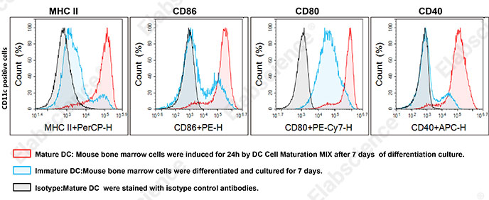 从分化到鉴定全流程覆盖,Elabscience 小鼠骨髓来源