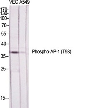 AP-1 (phospho Thr93) rabbit pA