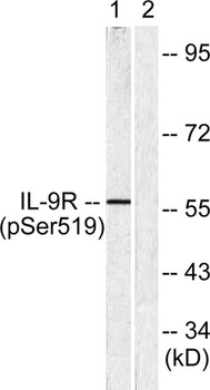 IL-9R (phospho Ser519) rabbit