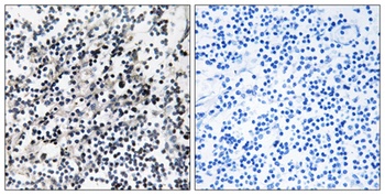 Cdc37 rabbit pAb抗体,orb764806,b