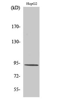 Catenin-β (phospho Thr41/S45) 