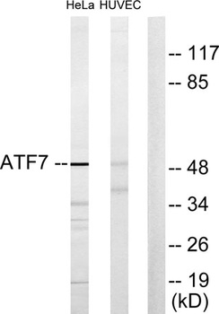 ATF-7 rabbit pAb抗体，orb764600，b