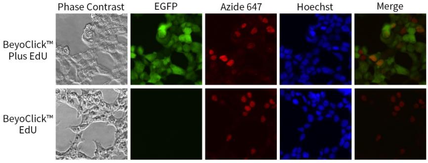 EdU升级！细胞增殖检测效率翻倍