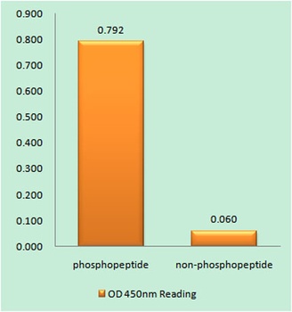 Cyclin E1 (phospho Thr395) rab