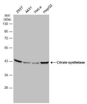 Citrate synthase antibody [N2C