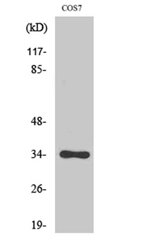 Cdk1/2/3 (phospho Thr14) rabbi