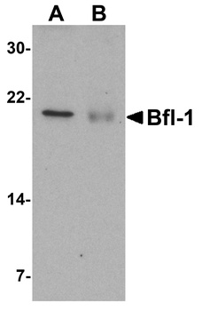 Bfl-1 Antibody抗体，orb1240113，bi
