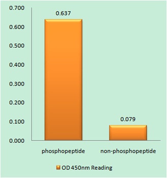 NFκB-p105 (phospho Ser932) rab