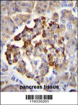 GAD2 Antibody抗体,orb1270363,bio