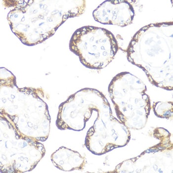 FGFR2 Antibody抗体，orb1254693，bi