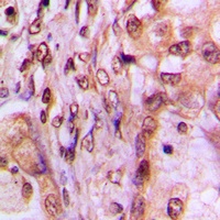 MAF1 Antibody抗体,orb256664,bior