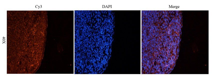 LAG3 antibody抗体，orb6286，biorby