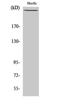 Filamin 1 (phospho Ser2152) ra