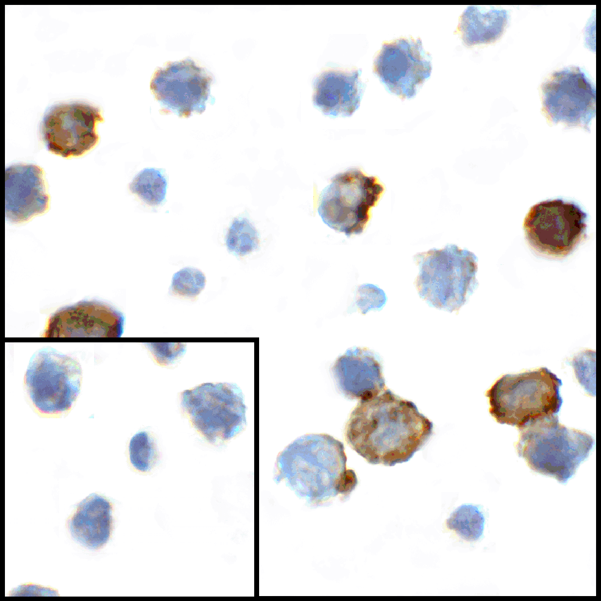 CD80 Antibody [10A1]抗体，orb1239