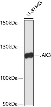 JAK3 Antibody抗体，orb1261783，bio