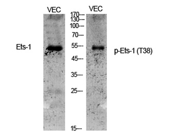 Ets-1 (phospho Thr38) rabbit p