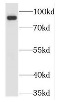 TLE3 Antibody抗体，orb631923，bior
