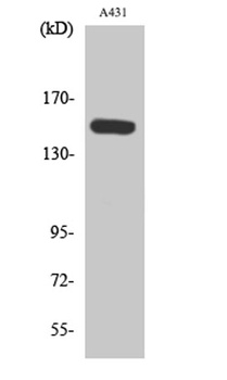 PLC β3 (phospho Ser1105) rabbi