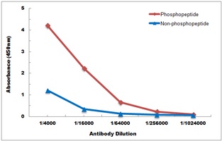 NF-kappaB p105/p50 (Phospho-S3