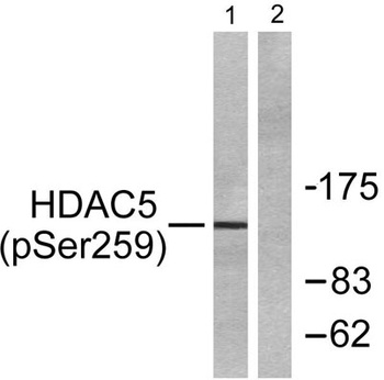 HDAC5/9 (phospho Ser259/220) r