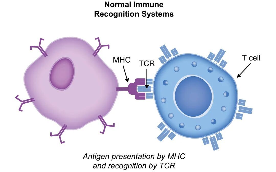 CD3/CD19/BCMA 从肿瘤免疫到自身免疫性疾病的多面利器