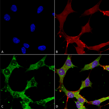 GABA A Receptor Antibody抗体，orb