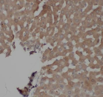 TRADD Antibody抗体，orb632092，bio