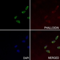 YEATS2 Antibody抗体，orb665475，bi