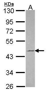 Tuftelin 1 antibody [N3C3]抗体，o